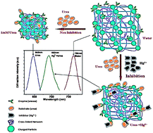 Graphical abstract: Photonic crystal hydrogel material for the sensing of toxic mercury ions (Hg2+) in water