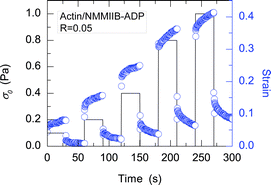 Graphical abstract: Shear thickening of F-actin networks crosslinked with non-muscle myosin IIB