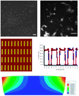 Graphical abstract: Swelling behavior of nanoscale, shape- and size-specific, hydrogel particles fabricated using imprint lithography