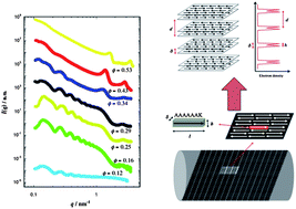 Graphical abstract: Nanotubes and bilayers in a model peptide system