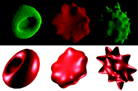 Graphical abstract: Minimum-energy vesicle and cell shapes calculated using spherical harmonics parameterization