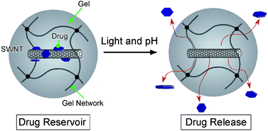 Graphical abstract: Isolated single-walled carbon nanotubes in a gel as a molecular reservoir and its application to controlled drug release triggered by near-IR laser irradiation