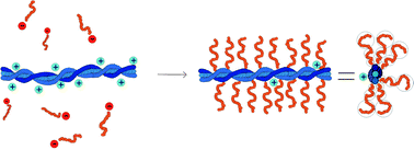 Graphical abstract: A supramolecular bottle-brush approach to disassemble amyloid fibrils