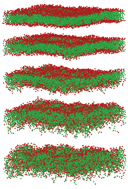 Graphical abstract: Shock-wave induced damage in lipid bilayers: a dissipative particle dynamics simulation study