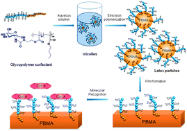 Graphical abstract: Glycoparticles and bioactive films prepared by emulsion polymerization using a well-defined block glycopolymer stabilizer