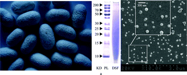 Graphical abstract: Highly efficient processing of silk fibroin nanoparticle-l-asparaginase bioconjugates and their characterization as a drug delivery system