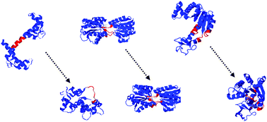 Graphical abstract: Emerging area: biomaterials that mimic and exploit protein motion