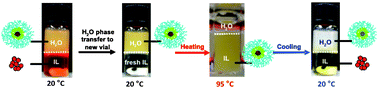 Graphical abstract: Micellar dye shuttle between water and an ionic liquid