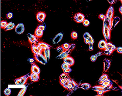 Graphical abstract: Human macrophage adhesion on polysaccharide patterned surfaces