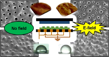 Graphical abstract: Hydrophobic polymer surfaces by lotus leaf replication using an alternating current electric field with an interdigitated electrode