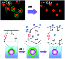 Graphical abstract: Monodisperse core-shell chitosan microcapsules for pH-responsive burst release of hydrophobic drugs
