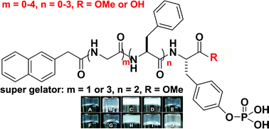 Graphical abstract: A structure–gelation ability study in a short peptide-based ‘Super Hydrogelator’ system