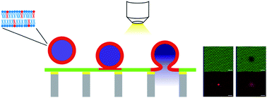 Graphical abstract: A membrane fusion assay based on pore-spanning lipid bilayers