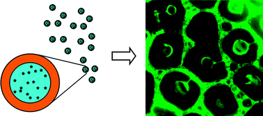 Graphical abstract: Macroporous, protein-containing films cast from water-in-oil emulsions featuring a block-copolymer