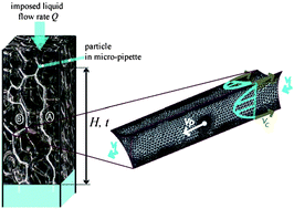 Graphical abstract: Transport of coarse particles in liquid foams: coupling of confinement and buoyancy effects