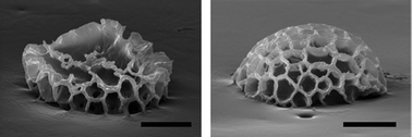 Graphical abstract: Sporopollenin capsules at fluid interfaces: particle-stabilised emulsions and liquid marbles