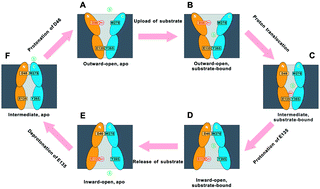 Graphical abstract: Allosteric and transport behavior analyses of a fucose transporter with network models