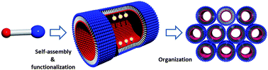 Graphical abstract: Supramolecular organic nanotubes: how to utilize the inner nanospace and the outer space