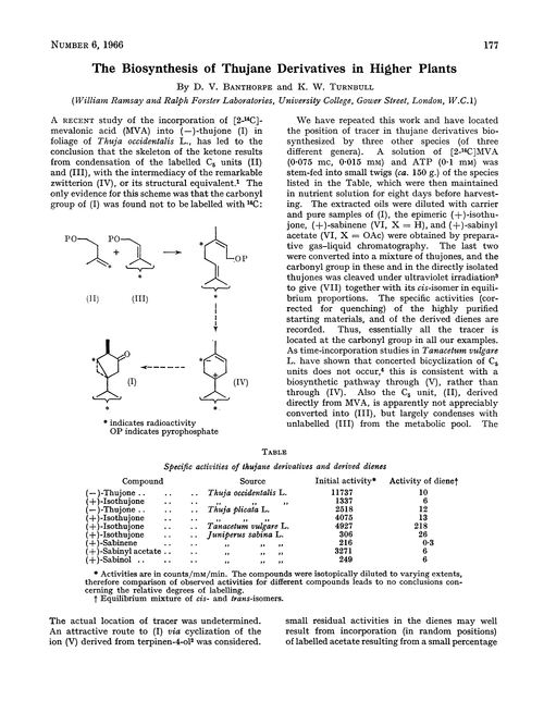 The biosynthesis of thujane derivatives in higher plants