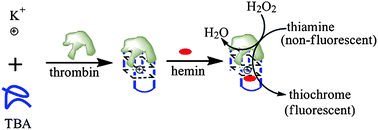 Graphical abstract: Label-free fluorescent detection of thrombin using G-quadruplex-based DNAzyme as sensing platform