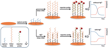 Graphical abstract: Oligonucleotide-functionalized gold nanoparticles-enhanced QCM-D sensor for mercury(ii) ions with high sensitivity and tunable dynamic range