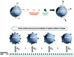 Graphical abstract: Kinetics of immunoassays with particles as labels: effect of antibody coupling using dendrimers as linkers