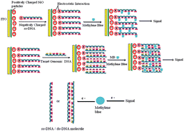 Graphical abstract: Nano-structured nickel oxide based DNA biosensor for detection of visceral leishmaniasis (Kala-azar)