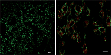 Graphical abstract: Two-photon nano-PEBBLE sensors: subcellular pH measurements