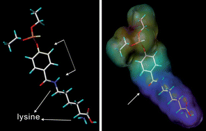 Graphical abstract: Conformational changes of hapten-protein conjugates resulting in improved broad-specificity and sensitivity of an ELISA for organophosphorus pesticides