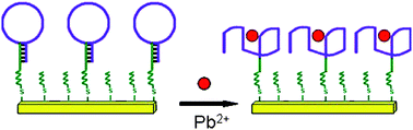 Graphical abstract: Pb2+ induced DNA conformational switch from hairpin to G-quadruplex: electrochemical detection of Pb2+
