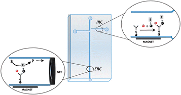 Graphical abstract: Integrated electrokinetic magnetic bead-based electrochemical immunoassay on microfluidic chips for reliable control of permitted levels of zearalenone in infant foods