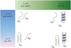 Graphical abstract: Crystal violet as a fluorescent switch-on probe for i-motif: label-free DNA-based logic gate