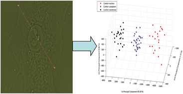 Graphical abstract: Comparison of subcellular responses for the evaluation and prediction of the chemotherapeutic response to cisplatin in lung adenocarcinoma using Raman spectroscopy