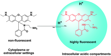 Graphical abstract: Imaging of intracellular acidic compartments with a sensitive rhodamine based fluorogenic pH sensor