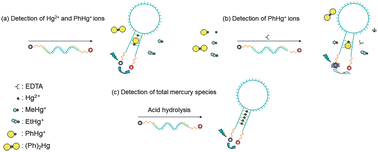 Graphical abstract: Detection of mercury and phenylmercury ions using DNA-based fluorescent probe