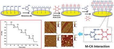 Graphical abstract: Dynamic interaction between melamine and cyanuric acid in artificial urine investigated by quartz crystal microbalance