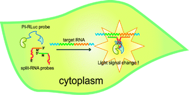 Graphical abstract: Direct detection of RNAs in living cells using peptide-inserted Renillaluciferase