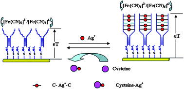 Graphical abstract: Y-type, C-rich DNA probe for electrochemical detection of silver ion and cysteine