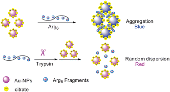 Graphical abstract: A sensitive colorimetric label-free assay for trypsin and inhibitor screening with gold nanoparticles