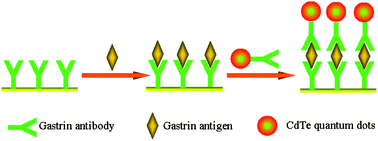 Graphical abstract: Determination of trace gastrin and diagnosis of human diseases using CdTe quantum dots labelled gastrin antibodies as phosphorescence sensors