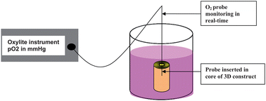 Graphical abstract: Oxygen consumption rate of cells in 3D culture: The use of experiment and simulation to measure kinetic parameters and optimise culture conditions