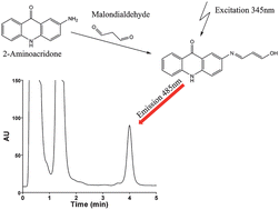 Graphical abstract: Mild and selective labeling of malondialdehyde with 2-aminoacridone: assessment of urinary malondialdehyde levels