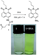 Graphical abstract: A colorimetric and ratiometric fluorescent probe for quantification of bovine serum albumin