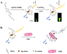 Graphical abstract: Characterization and application to the detection of single-stranded DNA binding protein of fluorescent DNA-templated copper/silver nanoclusters