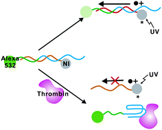 Graphical abstract: A fluorescence aptasensor based on DNA charge transport for sensitive protein detection in serum