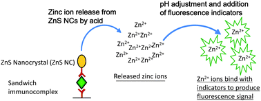 Graphical abstract: Fluorescence signal transduction mechanism for immunoassay based on zinc ion release from ZnS nanocrystals