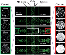 Graphical abstract: Microfluidic device for analyzing preferential chemotaxis and chemoreceptor sensitivity of bacterial cells toward carbon sources