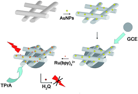 Graphical abstract: In situ synthesis of gold nanoparticles on porous polyacrylonitrile nanofibers for sensing applications