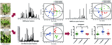 Graphical abstract: Characterization of dandelion species using 1H NMR- and GC-MS-based metabolite profiling