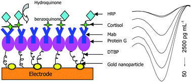 Graphical abstract: Detection of cortisol at a gold nanoparticle|Protein G–DTBP-scaffold modified electrochemical immunosensor